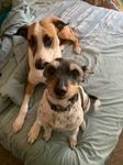 Artemis and Spot