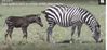 zebra.JPG