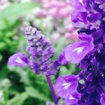 Salvia